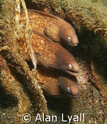 White eyed moray eels - Canon EOS350D; EF-S 18-55mm (set ... by Alan Lyall 